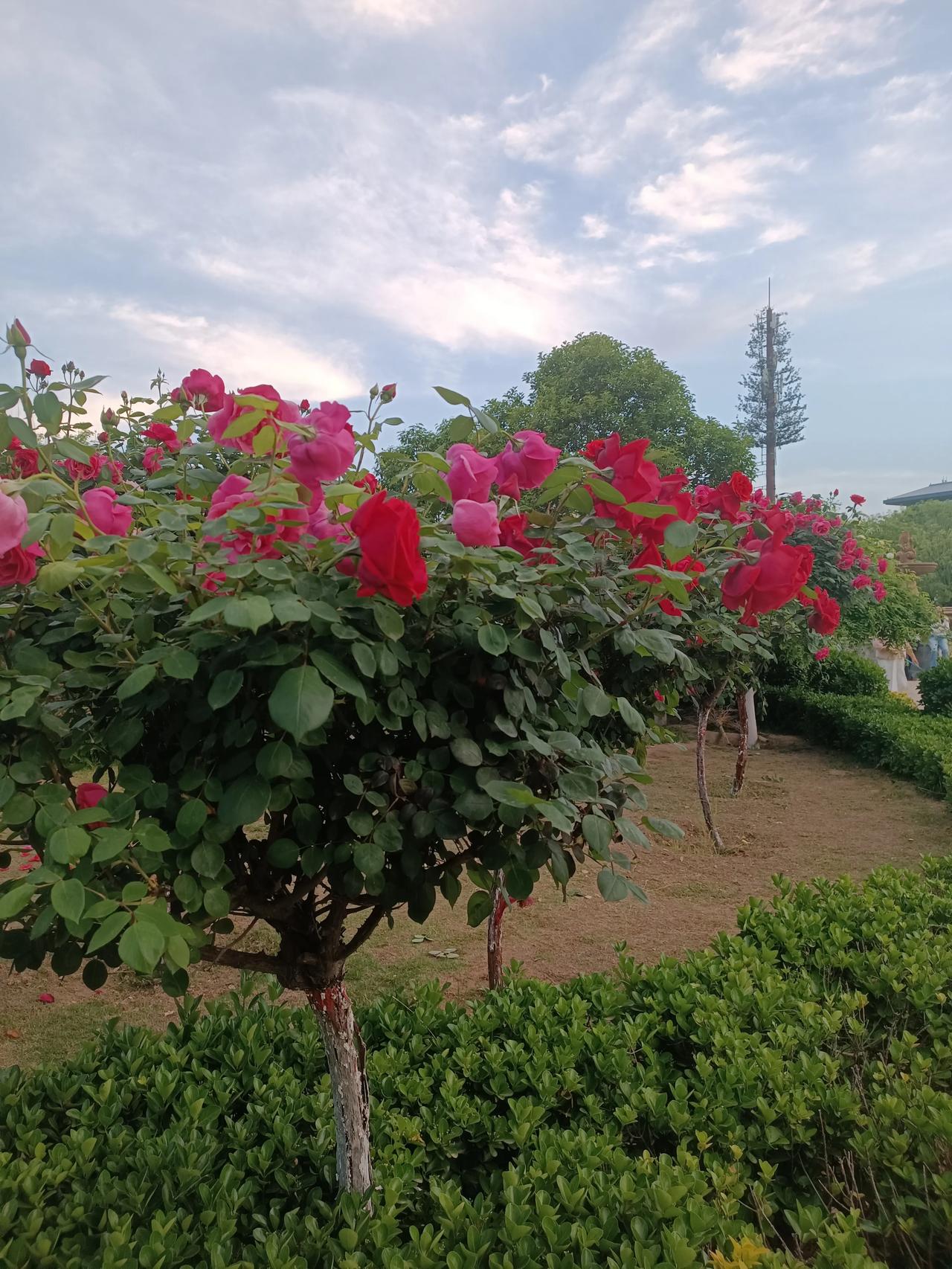 路过公园被这棵月季树惊艳到了！满树花开得热热闹闹，粉得明媚又温柔，每一朵都像在诉