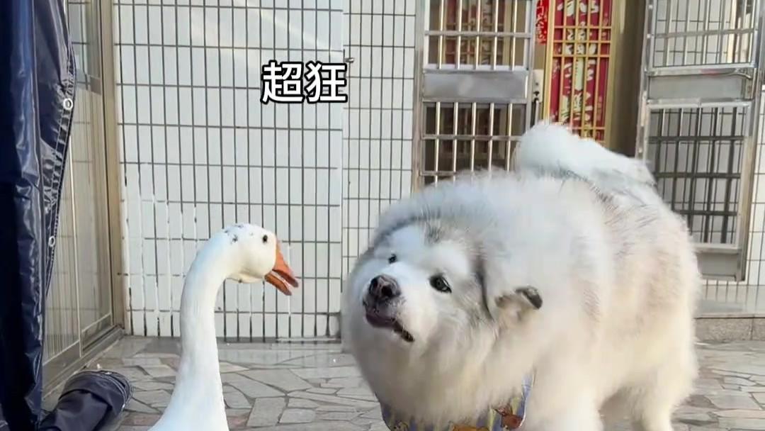 120斤“烈性犬”，居然被鹅打哭了，网友：鹅绒服大战皮草，聚酯纤维劝架