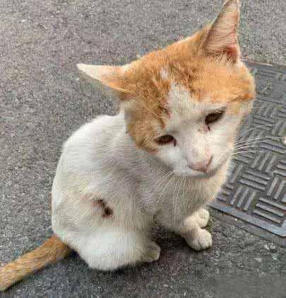 这只流浪猫真的很聪明，一直坐在原地，每当有路人经过，它都会跑到面前去请求帮助。看