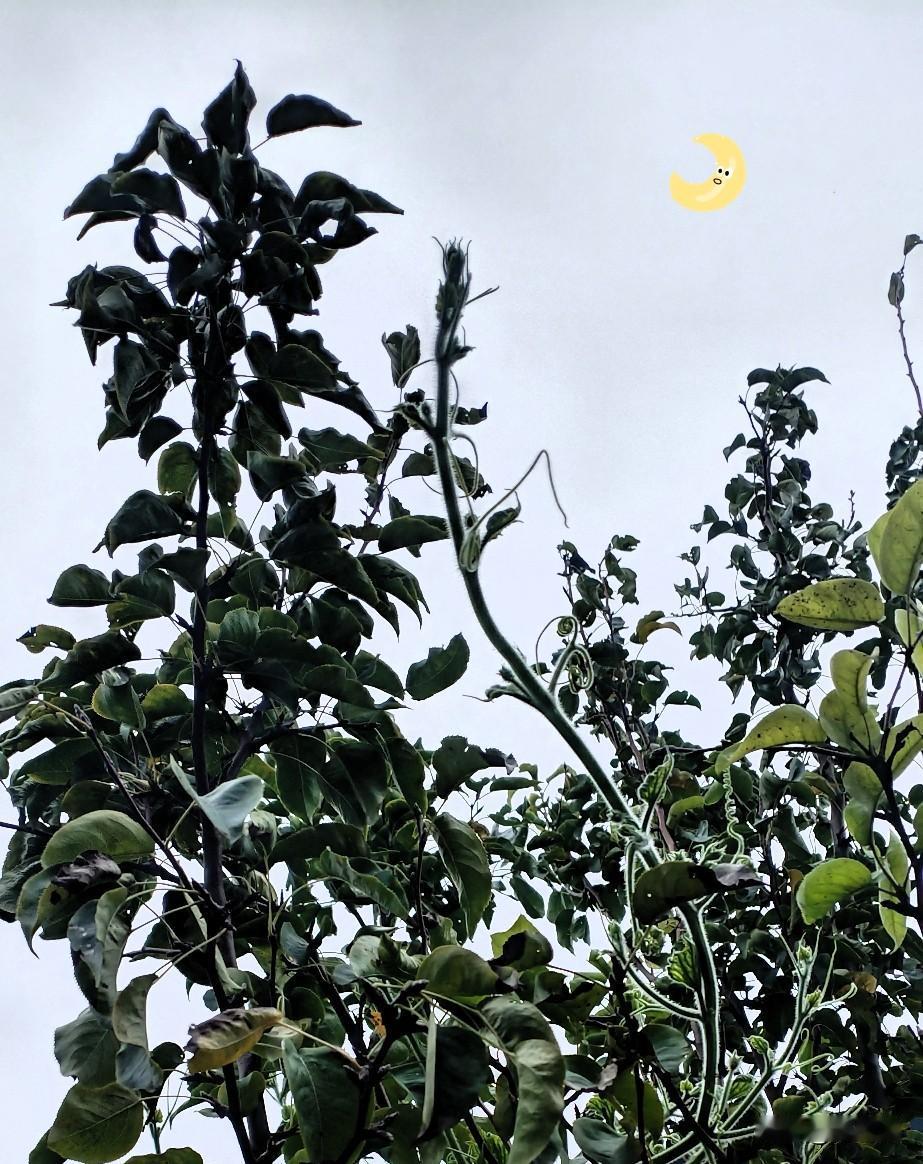 杨先生在物理上这么厉害是有原因的。天才是1%的灵感,加上99%的汗水。杨先生他