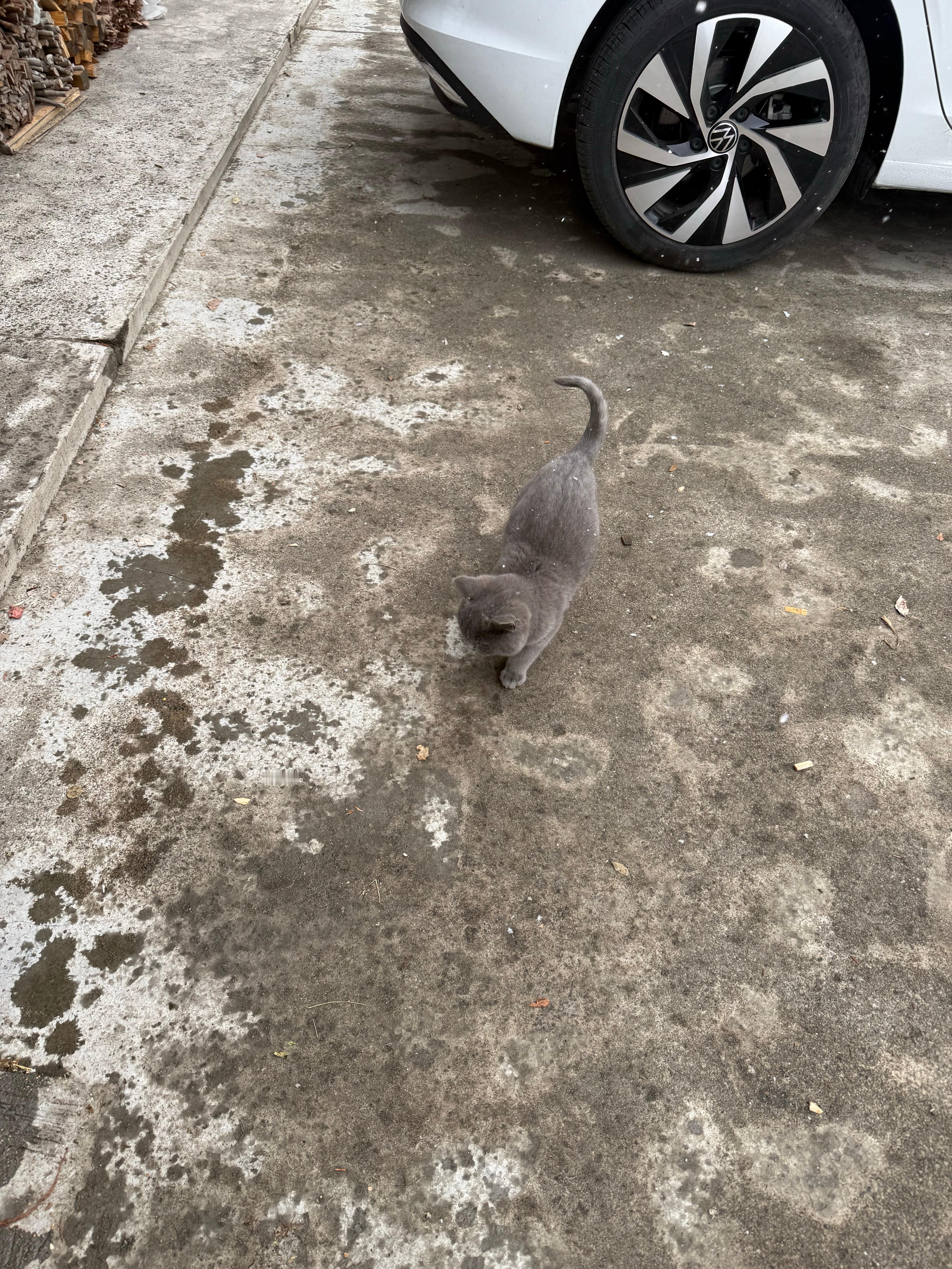 下雪了，我家猫第一次见雪