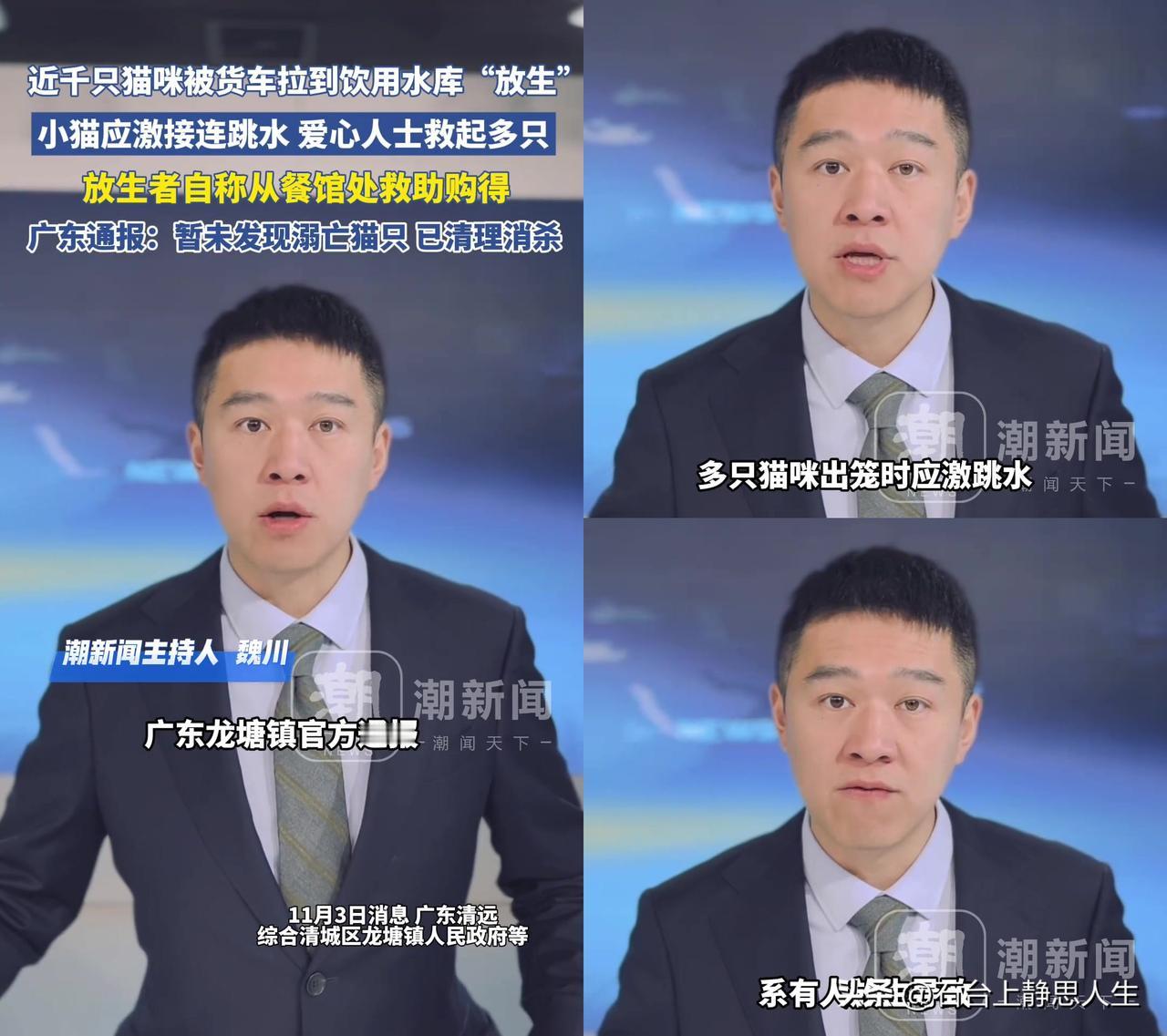 近千只猫被拉到饮用水库放生，结果小猫吓得直往水里跳，这到底是行善还是害猫？