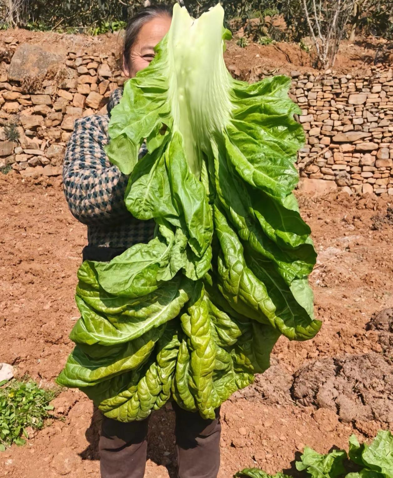 老一辈种菜真是没轻没重的[笑着哭]