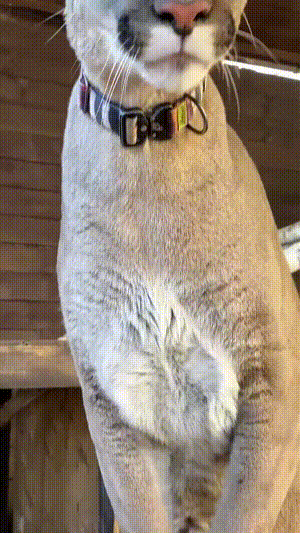 长得不咋滴，爪子挺硬啊