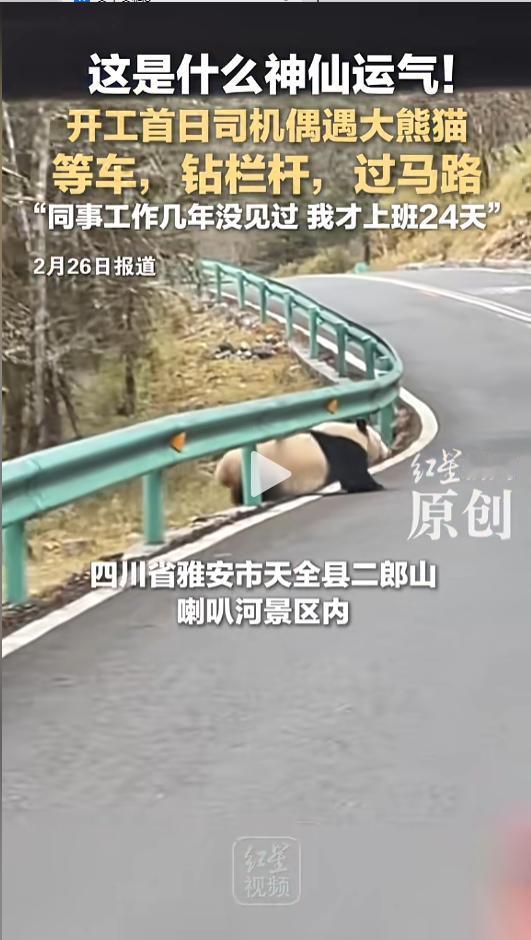 “这是什么神仙运气！”近日，四川雅安，一司机开工首日，驾驶旅游大巴走在路上，前方