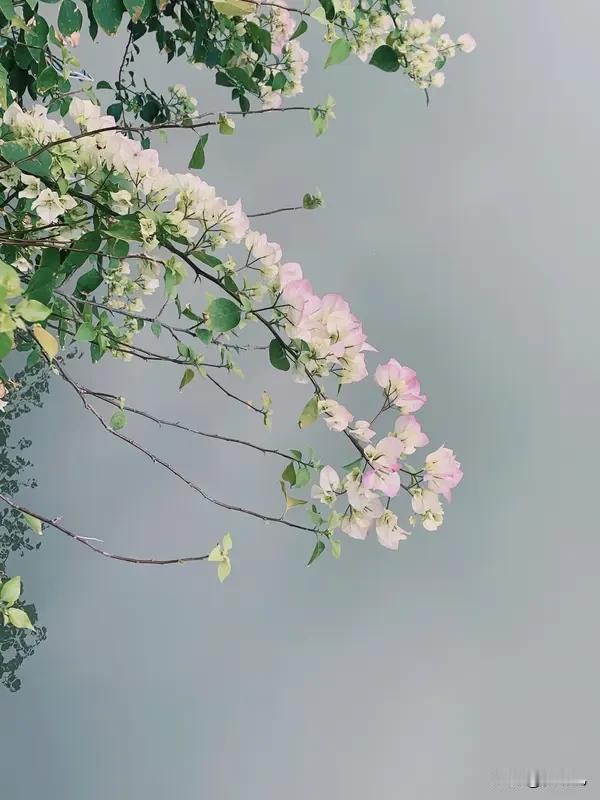 细雨润繁花，花色愈发温婉动人。柳遇和风舒展青枝，恰似佳人轻展翠眉，意境相融。春风
