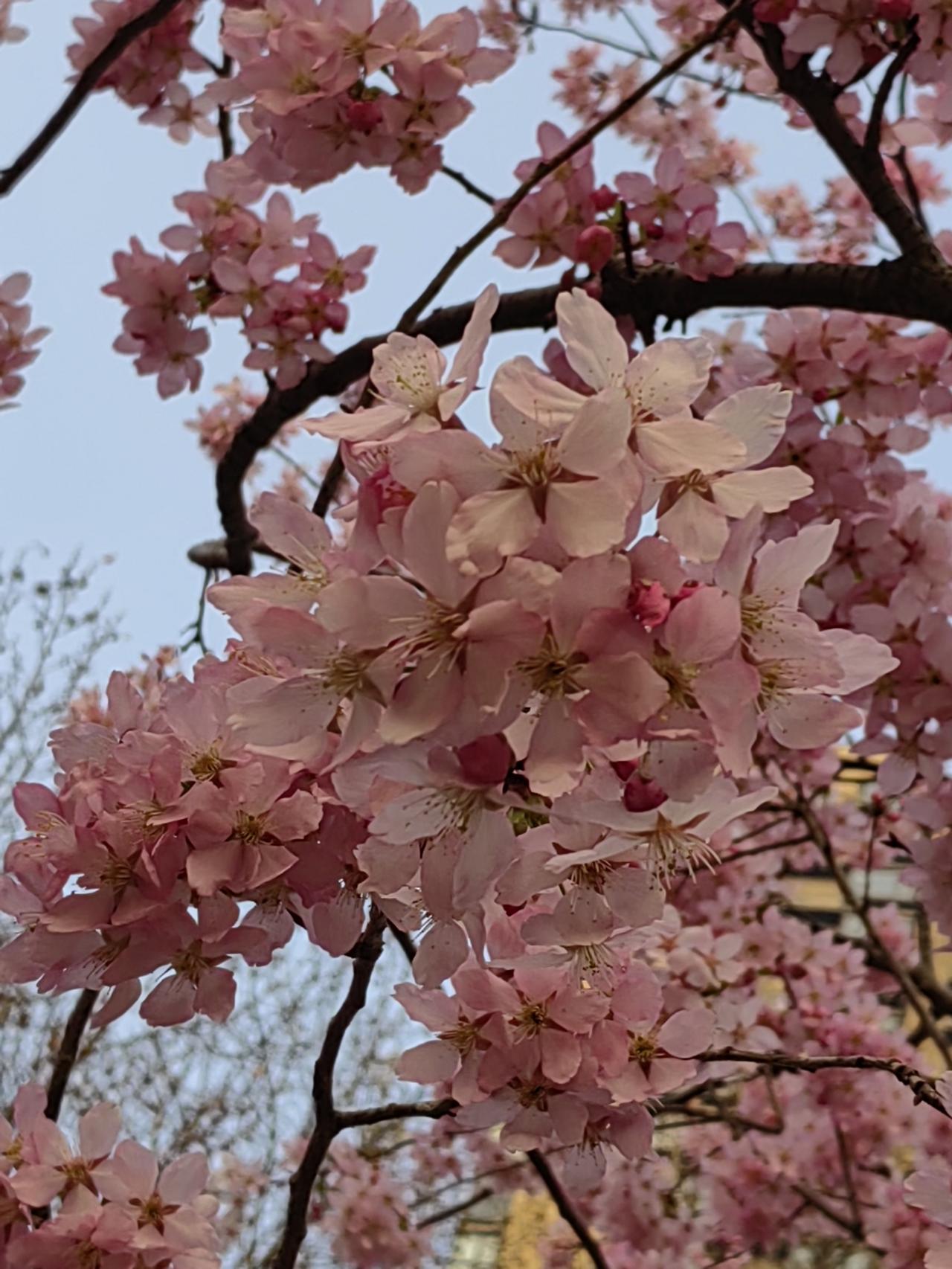 老家有一同村的哥，结婚后与嫂子感情很好，据说二人曾经是初中同学，但不是偷偷谈过恋