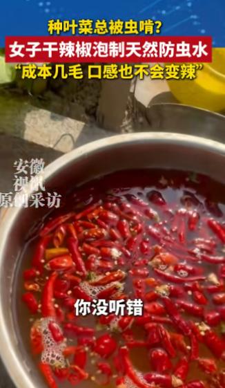 自己种菜总遭虫害？河北大姐一气之下，端起辣椒水就往地里浇！本想辣跑虫子出出气，哪