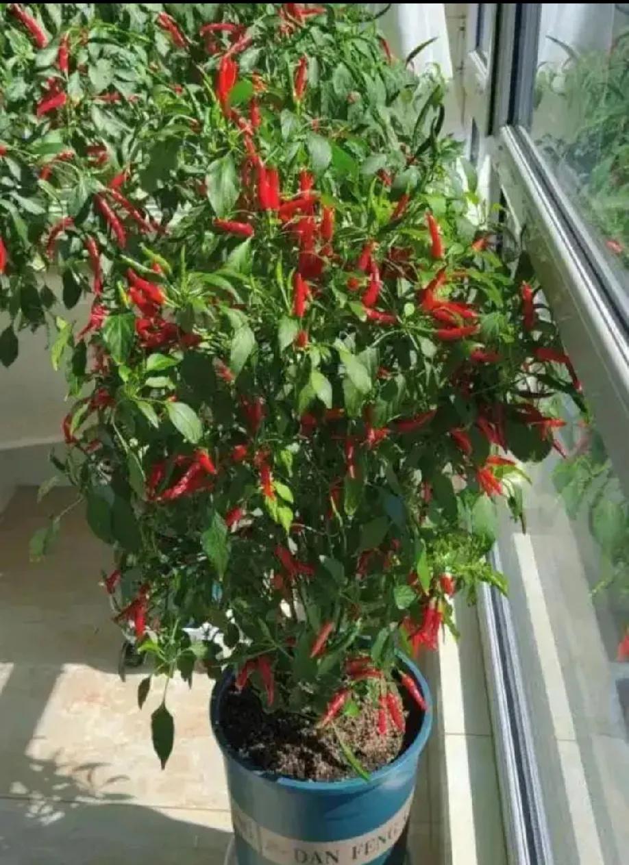 甘肃女子因吃不起青椒阳台种菜8年！种出20+蔬菜自由，连人民日报都点赞“青