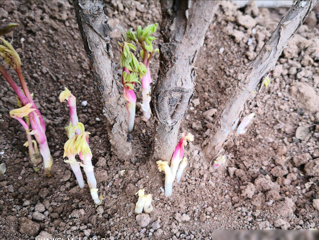 这些花太能生, 1年爆出10大盆, 送人多少也不心疼