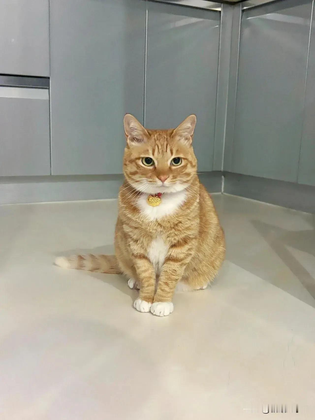 有些小猫咪一看就是女孩子！