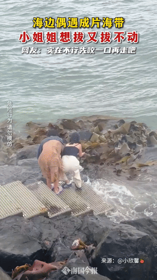 广西姐妹海边薅海带，笑到劈叉！这“免费鲜货”根本是大海的恶作剧吧？看着