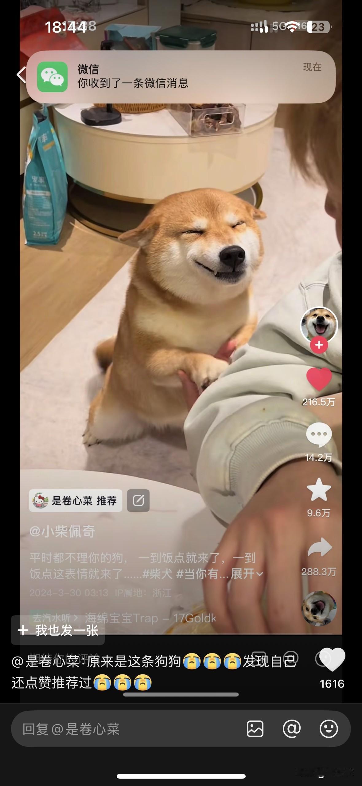 网红柴犬佩奇的背后，可能是来源于他人的嫉妒！因为其主人经济良好，是开着奔驰回老家