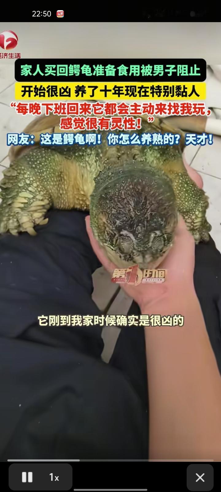 1月17日，广东佛山。家人买回鳄龟准备食用时被男子制止，刚开始养鳄龟时它很凶猛，