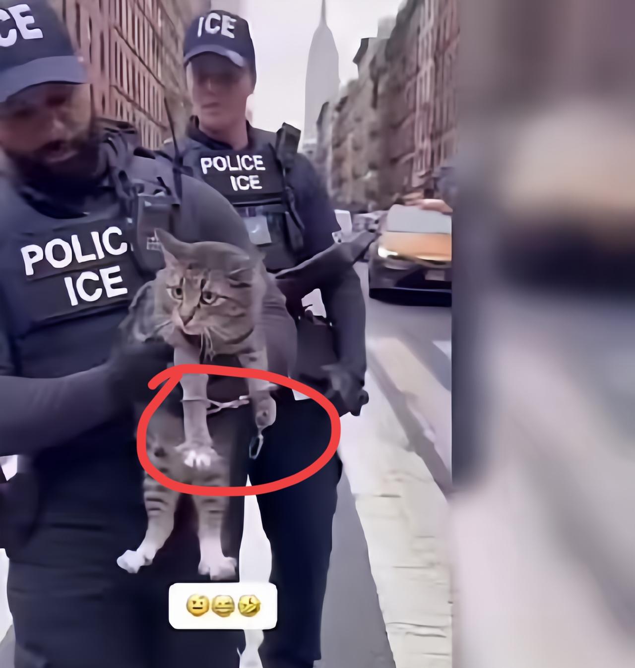 中国“猫老大”搞“跨国霸凌”！暴揍全街宠物还袭警？手铐伺候！一只中华狸花猫被