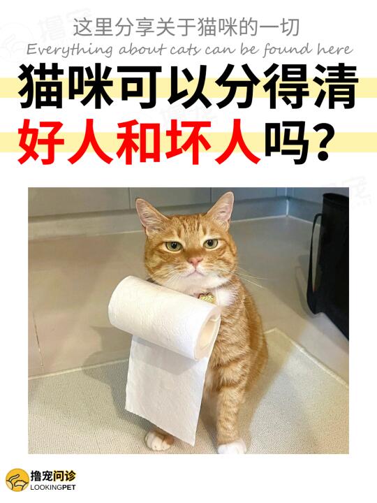 进来看答案！你在猫咪眼里是好人还是坏人？