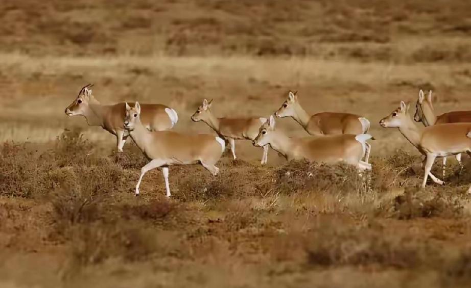 蒙古大批黄羊跑到中国，在蒙古，黄羊是牧民眼中的害畜，可以随便打，甚至游客可以猎杀