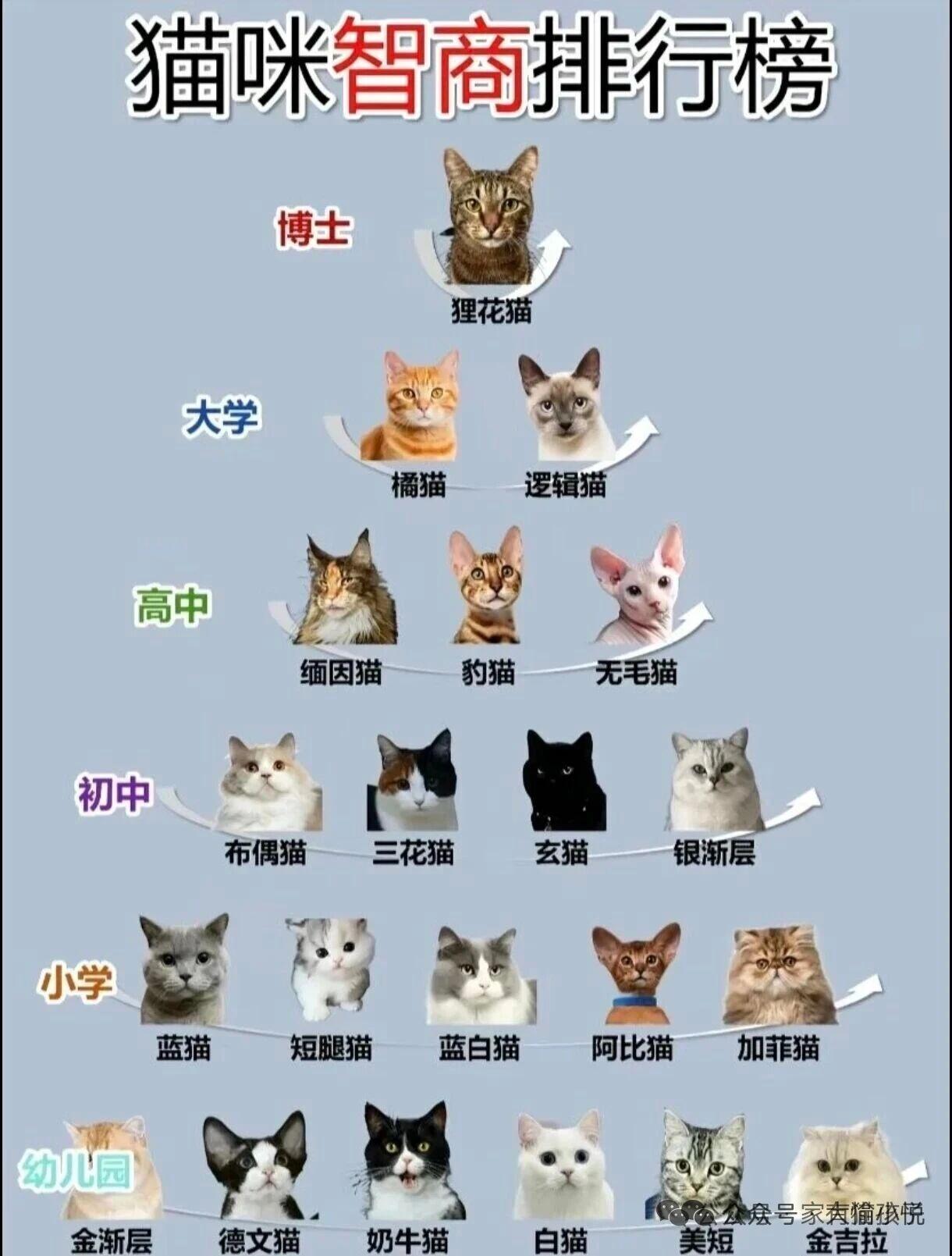奶牛猫智商这么低吗？我之前养过一只奶牛猫，感觉跟后来养的狸花猫智商也差不多啊，就