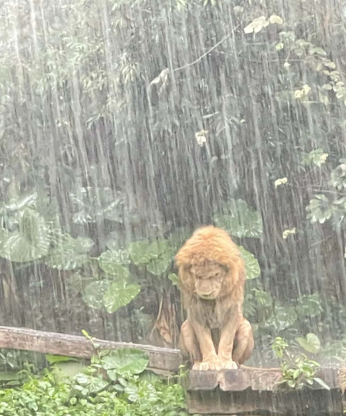 广州暴雨真是有动物欢喜就有动物哭，狮子整的给失恋似的，图二三就有点太兴奋了。。