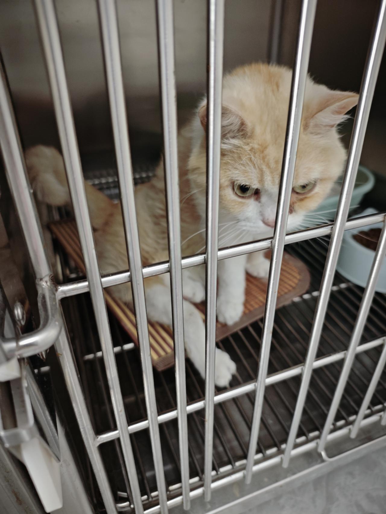 原来以为宠物医院自己养的猫咪老幸福了，肯定科学喂养，起码看病不用花钱。第一次来它