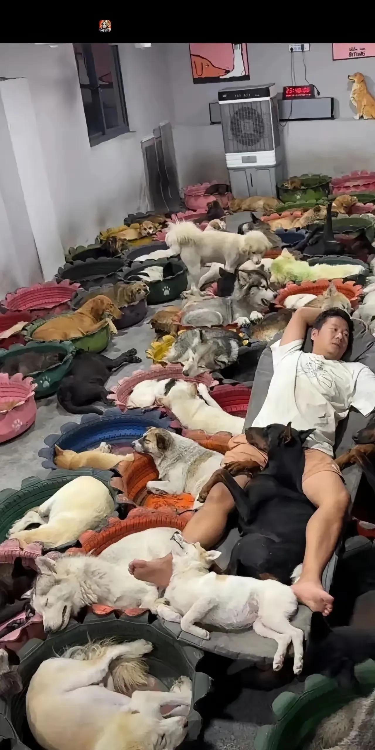 爱狗人士的日常，每天以狗为伍，困了累了，也是狗狗陪伴，