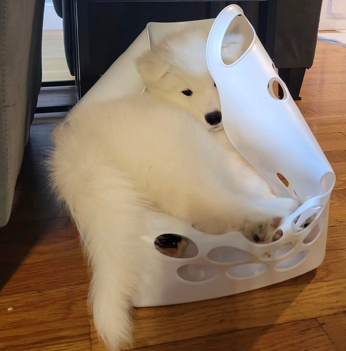 只不过是两双拖鞋，哼，你不爱我了，请把我打包送给喜欢我的姨姨那吧