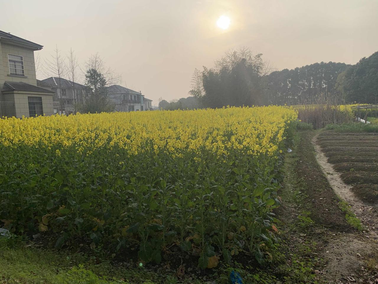 今年春天，我最想实现的心愿就是去看一场油菜花田。之前在网上看到江西婺源那一大片金