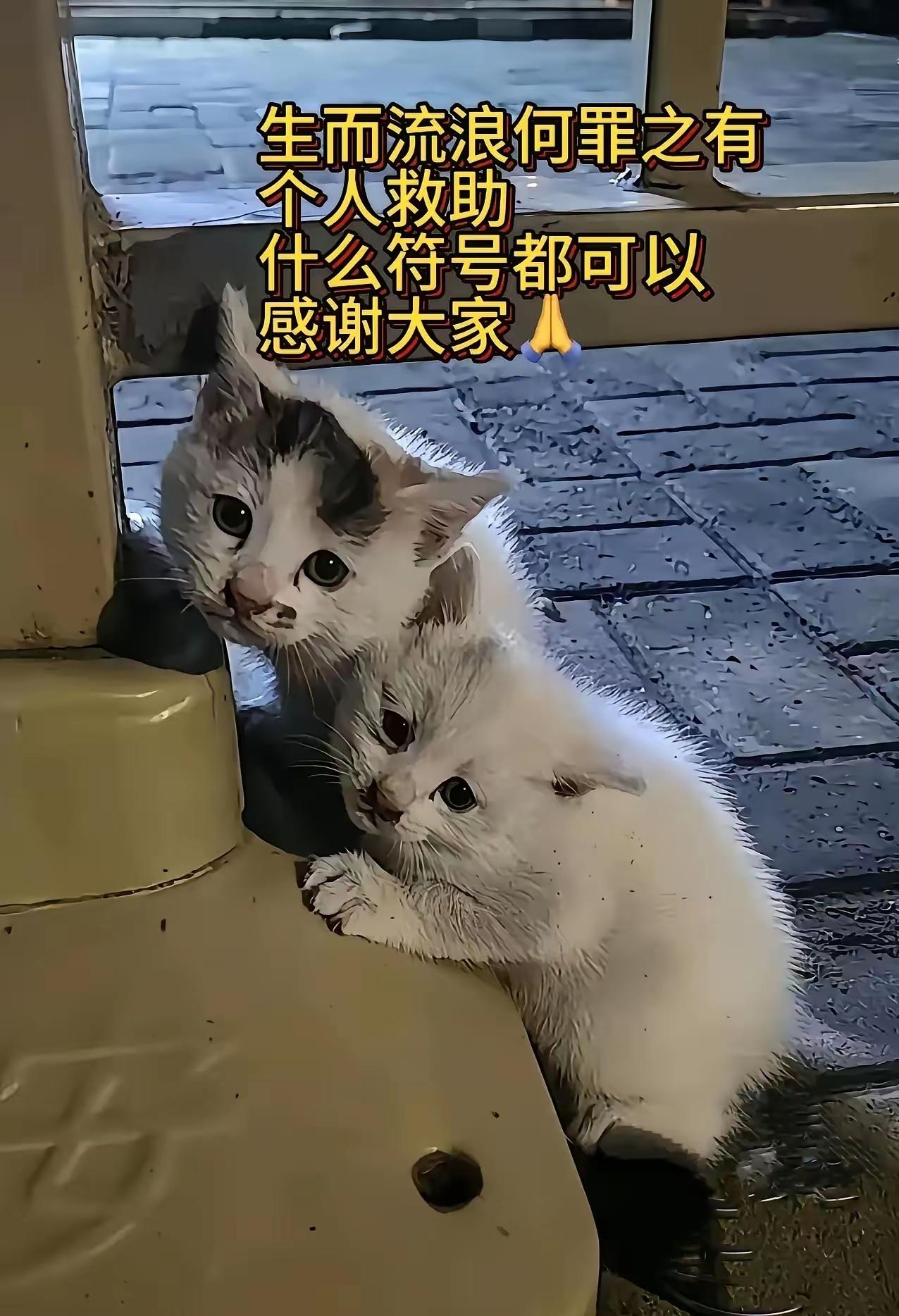 谁能拒绝两只眼巴巴守在店门口乞讨的小猫咪啊。那天我开店，看见两只