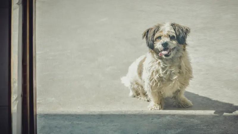 我唯一吃过狗肉的时候，是我12岁那年。狗肉很细，很香，却吃的我泪流满面。无他