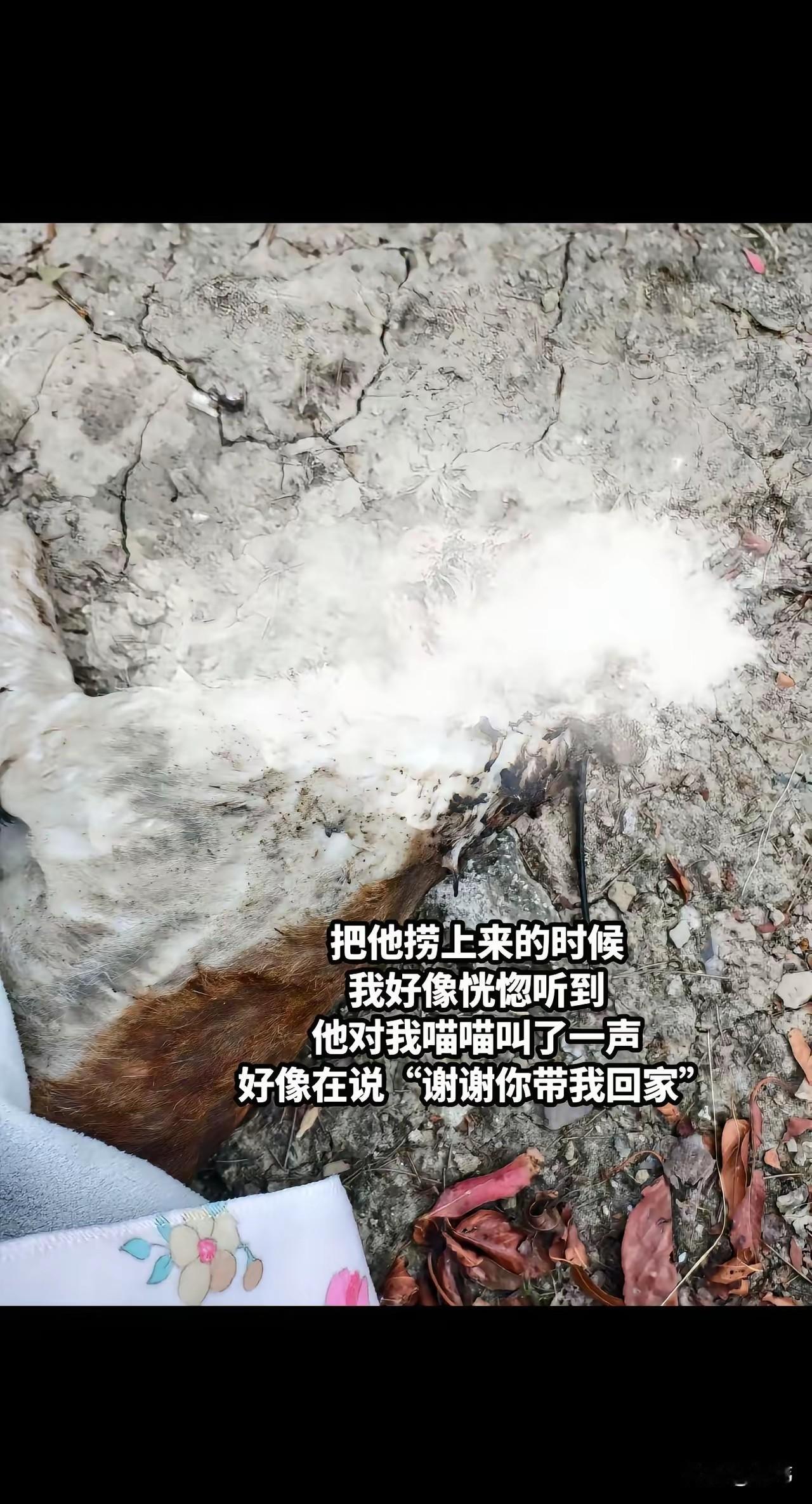 太可怜了！一位小姐姐经常投喂流浪猫，这天她和往常一样去小区的公园投喂它们，结果却