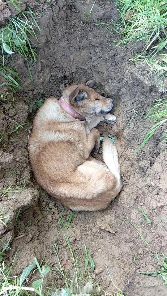 很多狗狗在寿终前会默默躲着喂养它的主人，在家里静静地俯卧一会，然后慢慢地起身望主