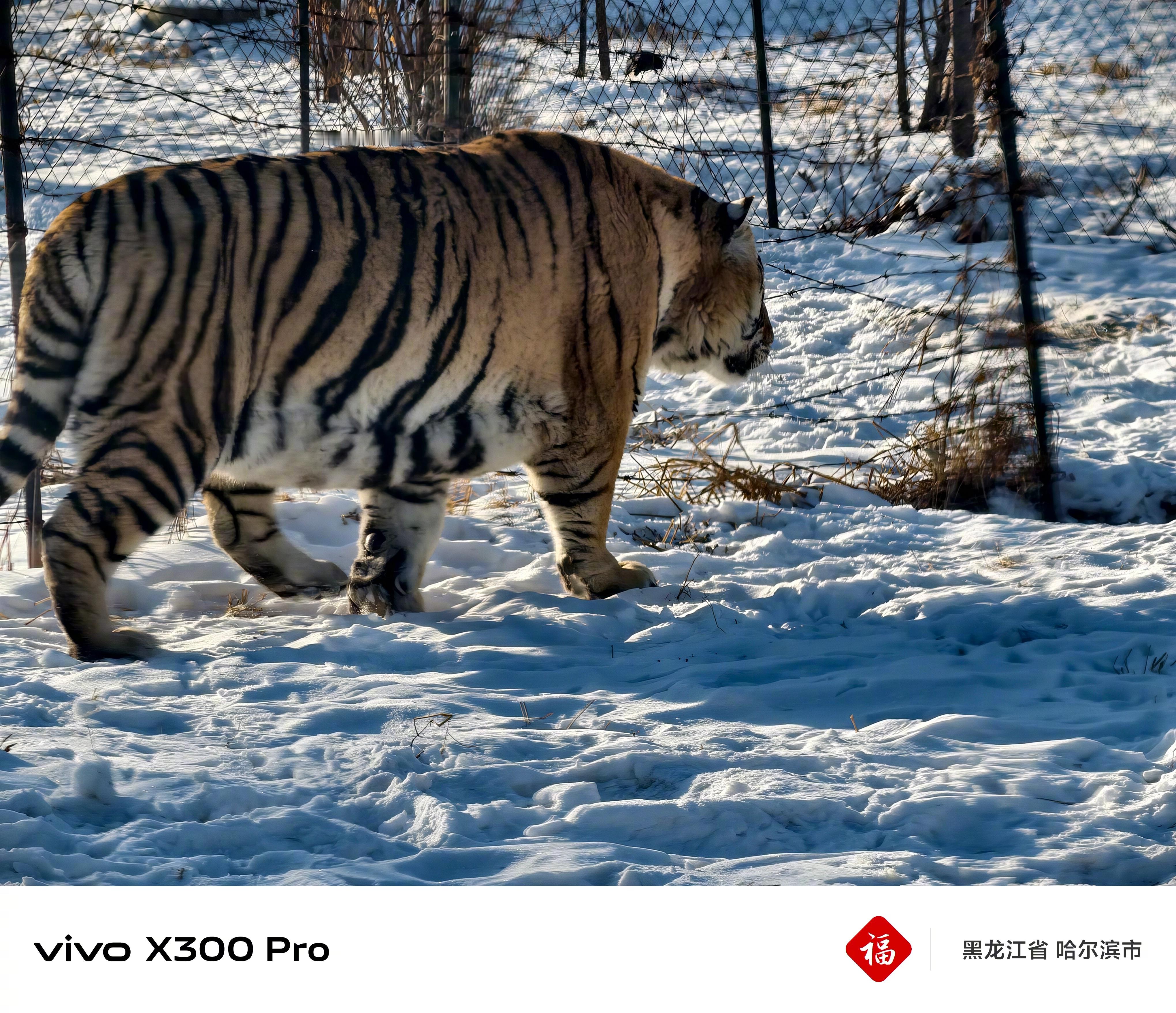万千气象看龙江冰雪春天作为东北人第一次近距离看东北虎，确实会被它们的威猛震撼到—