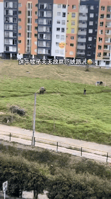 也不吃草，纯撵两脚兽玩！