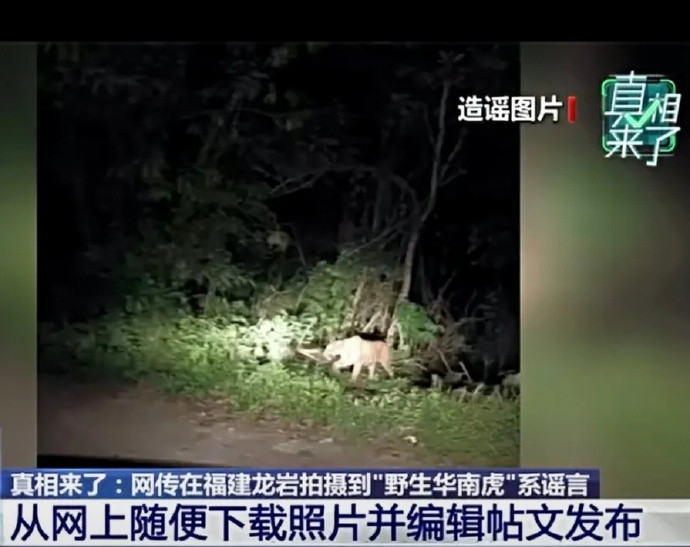 【网警通报拍摄到野生华南虎系谣言】近日，有一则标注“福建漳平三重岭发现华南虎”