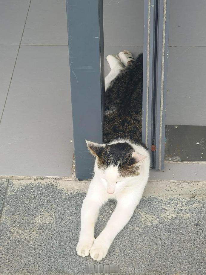 猫儿这个夹缝中躺平​​​
