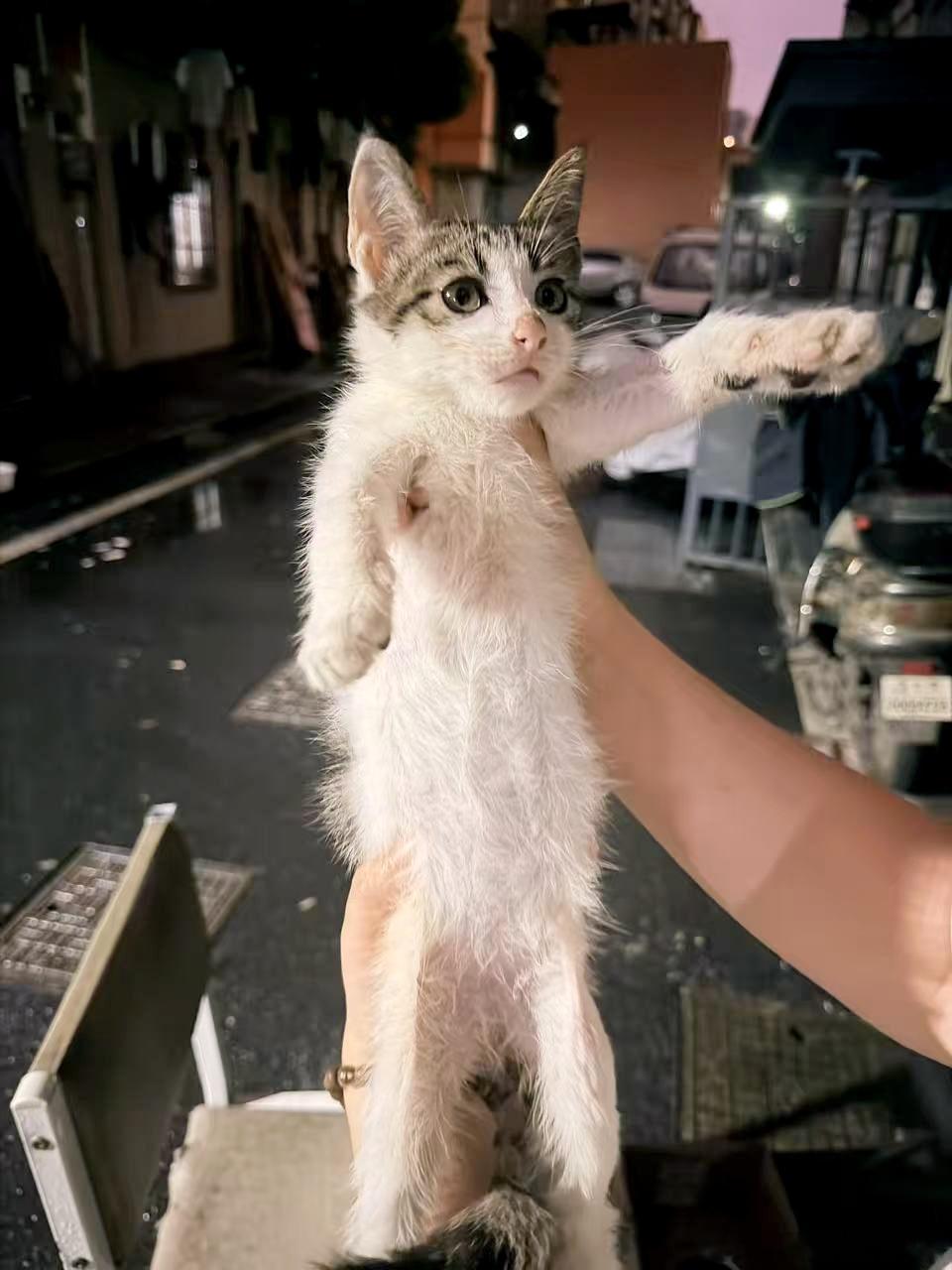 杭州猫咪领养两个月大的小公猫，医院做过体检了没有猫瘟没有别的毛病，驱虫也都做了