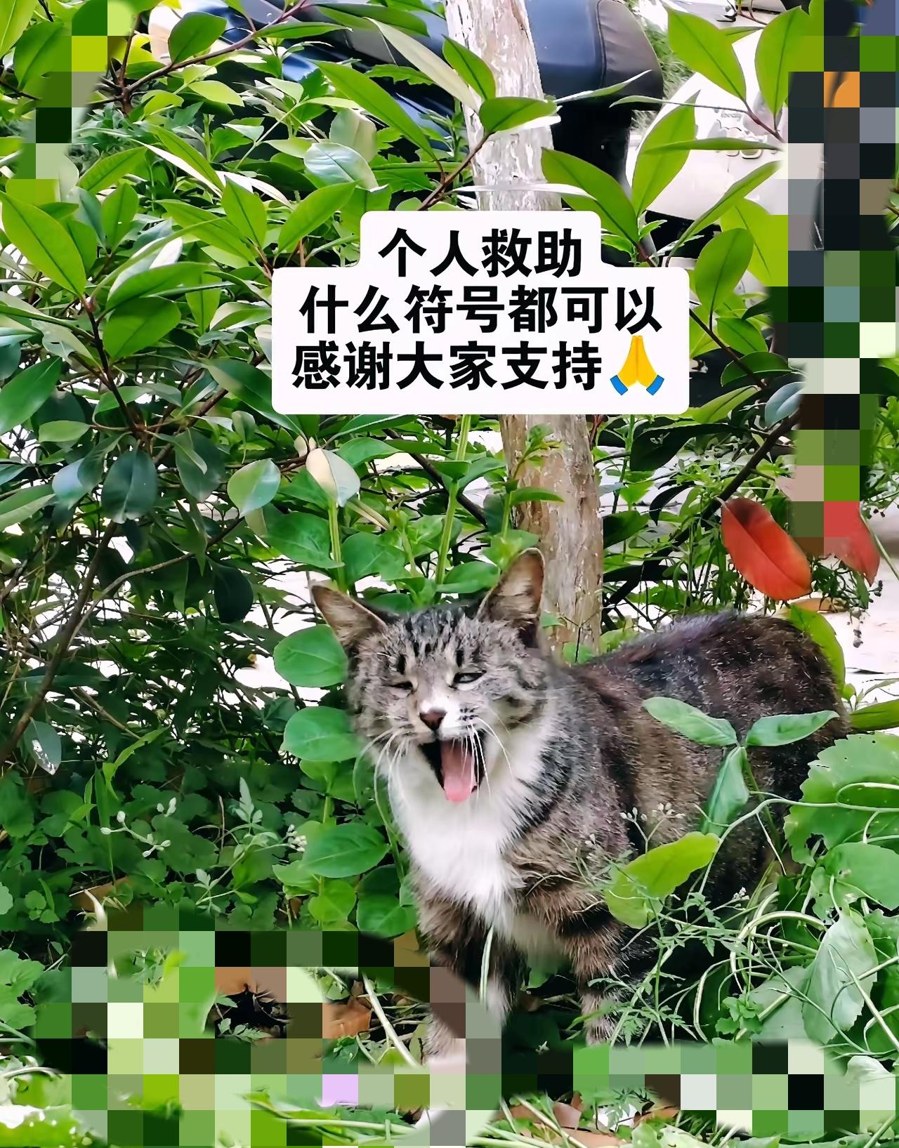 你有没有留意过，城市里那些悄无声息的流浪小猫？它们从不争抢热闹，却要独自扛下生活