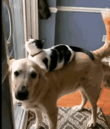 狗狗打架输了找猫告状，猫咪霸气复仇，这猫狗情谊太好哭！谁能想到，家里的猫狗