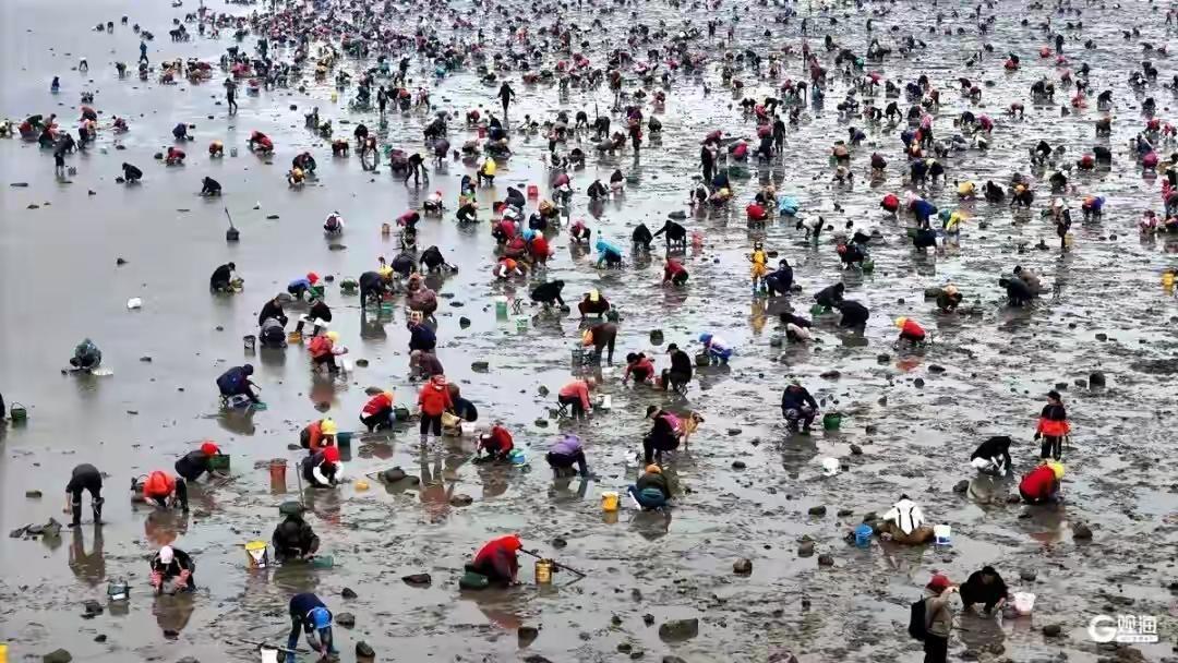 青岛太平角赶海奇观震撼全网！退潮后沙滩惊现千人集体挖宝盛况，现场画面太治愈清