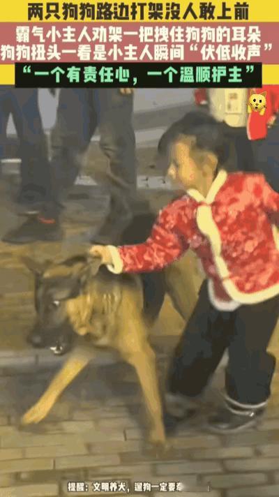 “笑不活了！”湖南街头两只没牵绳的狗狗疯狂互殴，围观大人吓得不敢上前，没想到一个