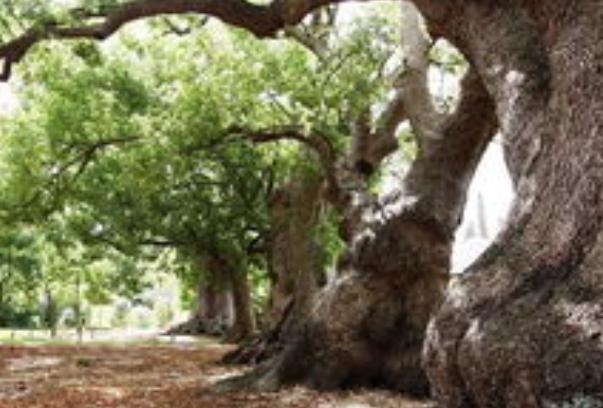 人民日报有这样一段话：“木匠砍了一棵树，做了三个一样的木桶：一个装粪，叫粪桶，众