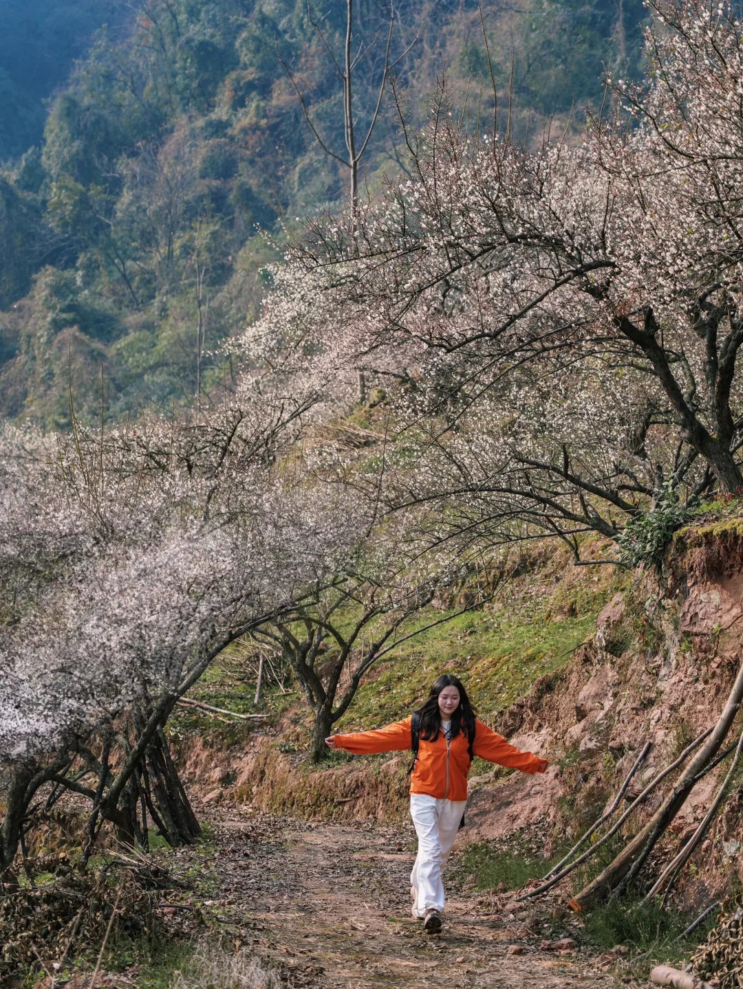 是真的❗️今日徒步实拍！这片山的梅花都开了！