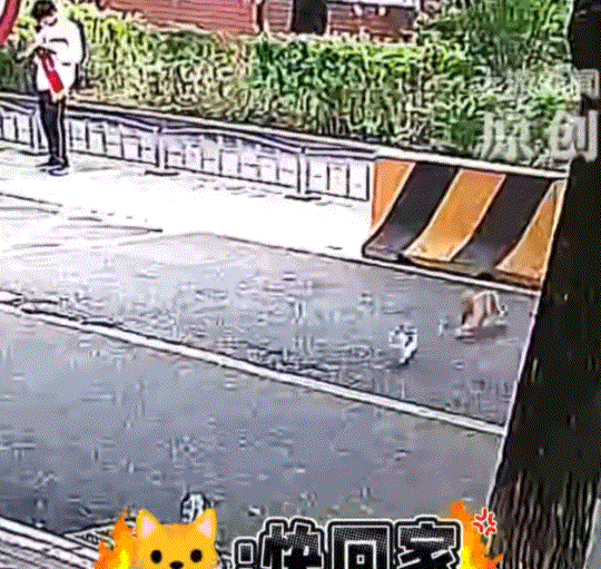 北京，一女子发视频称，自家养的猫咪走失了近10小时，就在女子焦急寻找之时，一只她