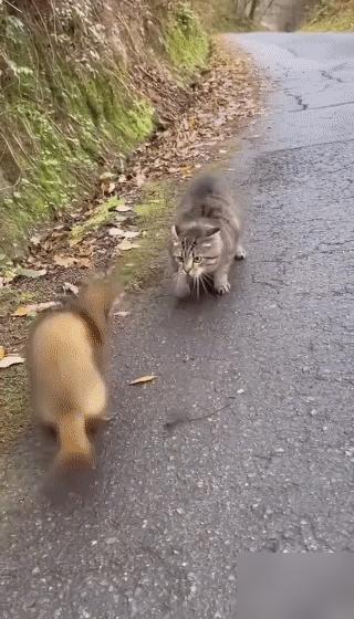 狸花猫偶遇黄鼠狼！我之前真被网上那些说法忽悠惨了，总说黄鼠狼身手灵活还会放臭