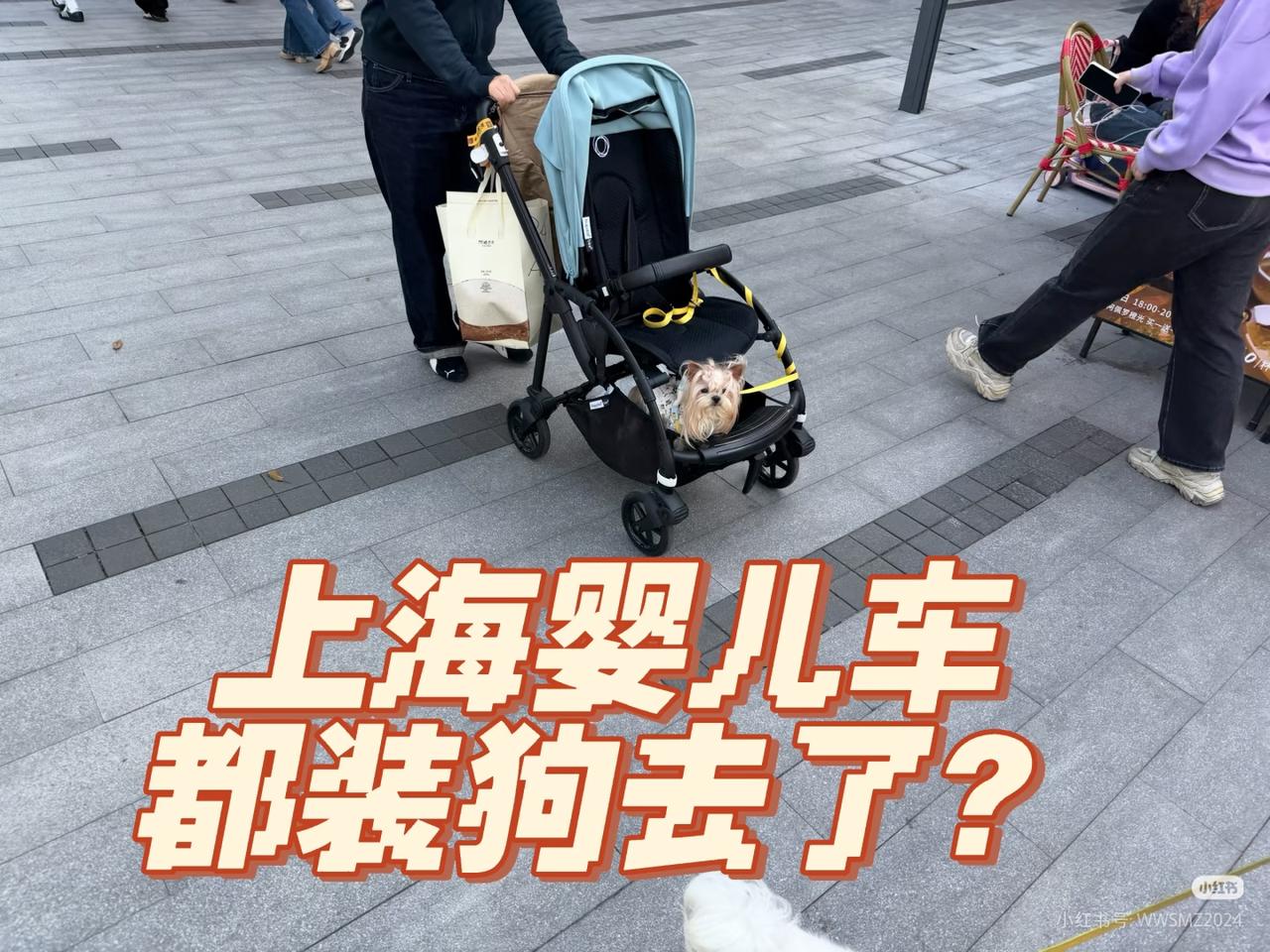 现在的人，真的越来越让人看不懂了上海那么大的城市，逛公园时看到婴儿车里的狗