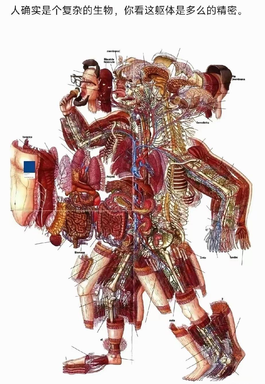 人确实是个复杂的生物，你看身体的每一个部件都是这么精密...