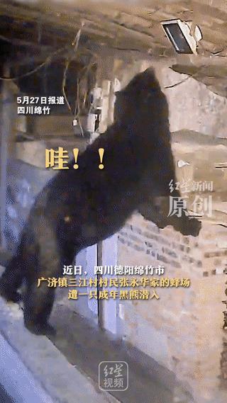“它偷习惯了都，轻车熟路的！”四川绵竹，一大爷养的蜜，连续3年被黑熊偷，每次都看