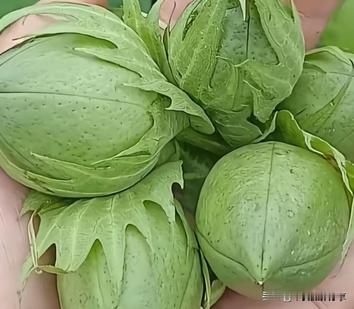 谁吃过？啥滋味[无奈吐舌]