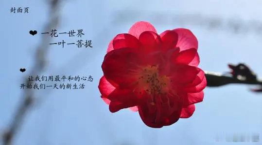 文化知识；”一花一世界，一叶一菩提“，是何意？此语出自《华严经》；佛曰：一花一世