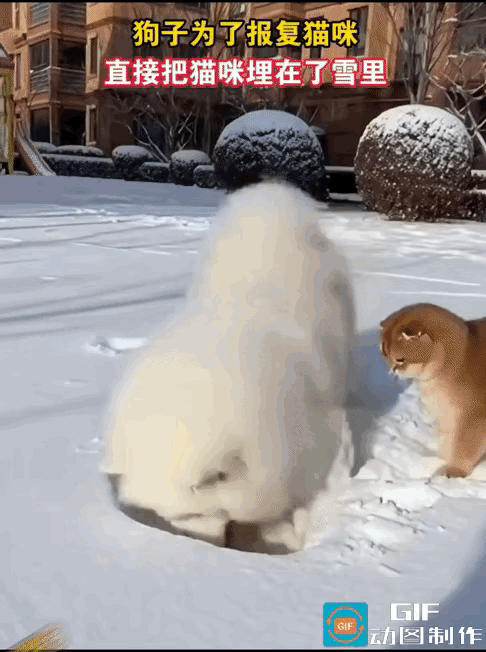 这萨摩耶是把“有仇当场报”玩明白了！它这埋头刨雪的样子，活像个专业“埋猫工”